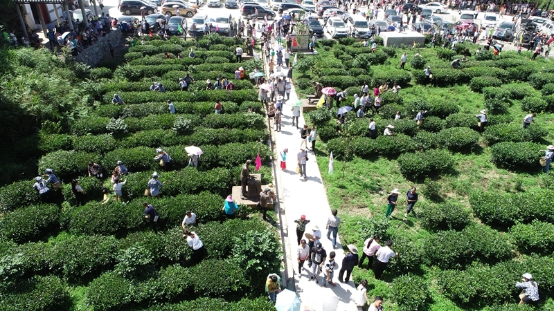 DJI_0173_副本.jpg