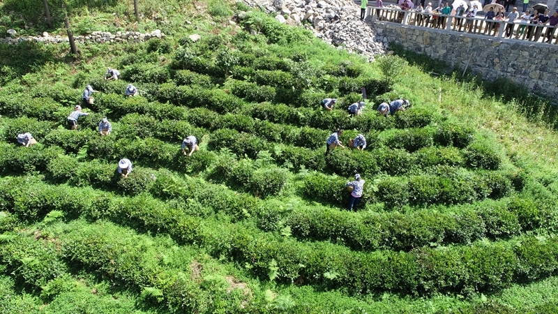 DJI_0165_副本.jpg
