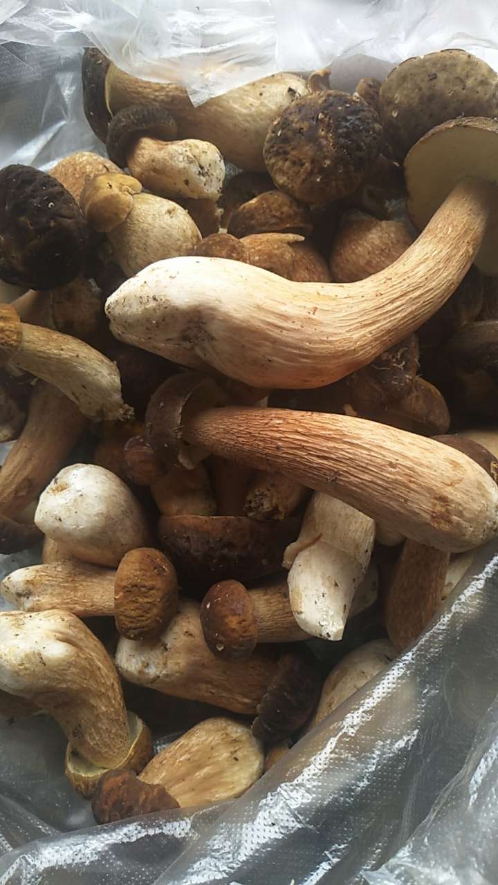 再卖一次大脚菌