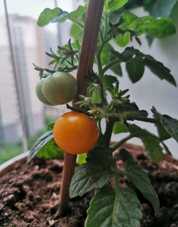 阳台番茄开始结果啦