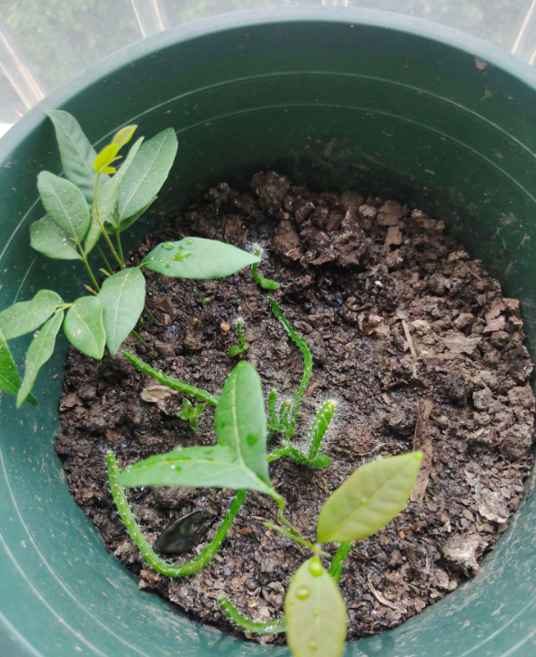 吃完的芒果桂圓火龍果種子種了都發芽了.有沒有也喜歡的