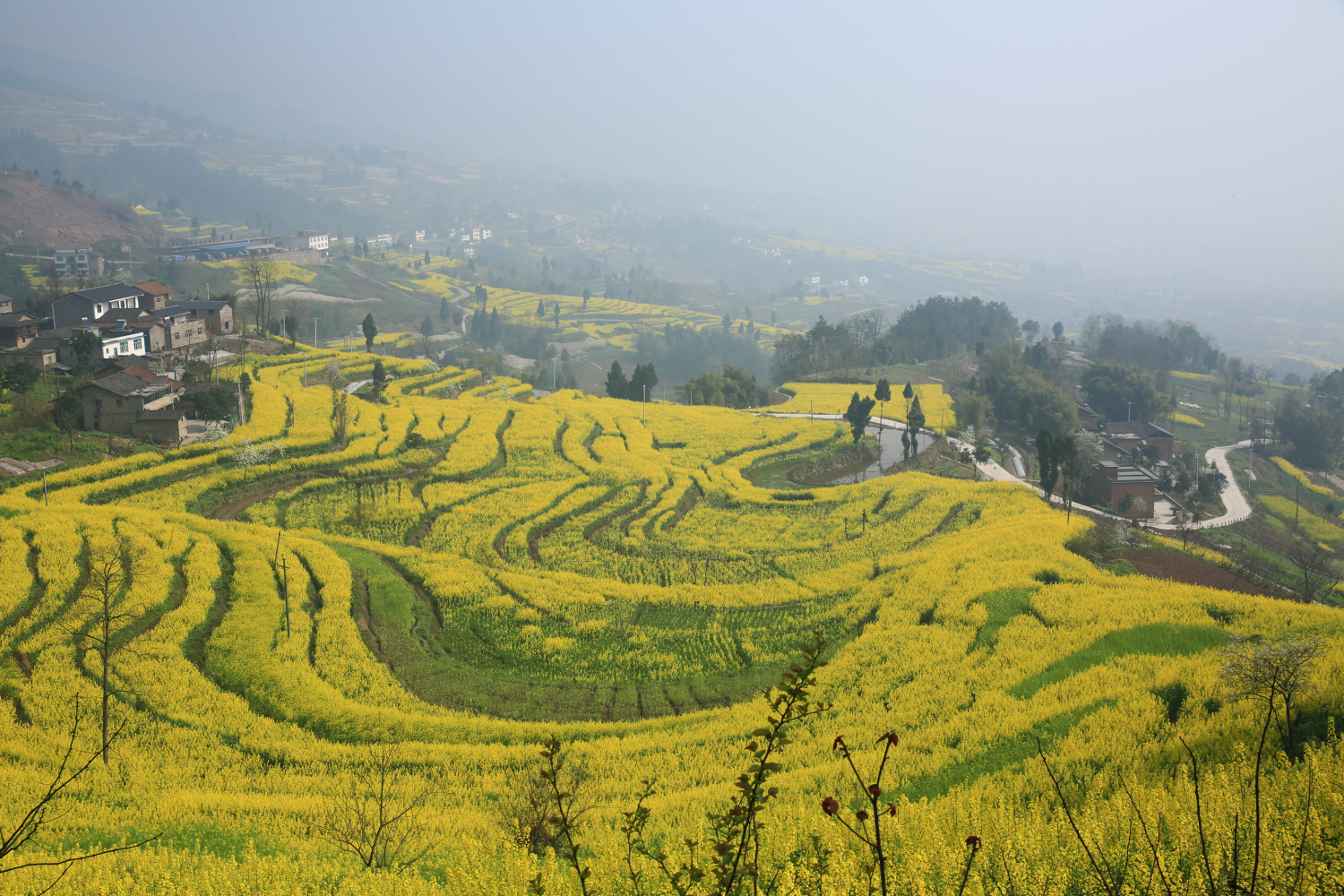 庙垭乡蒲坪油菜花海.png