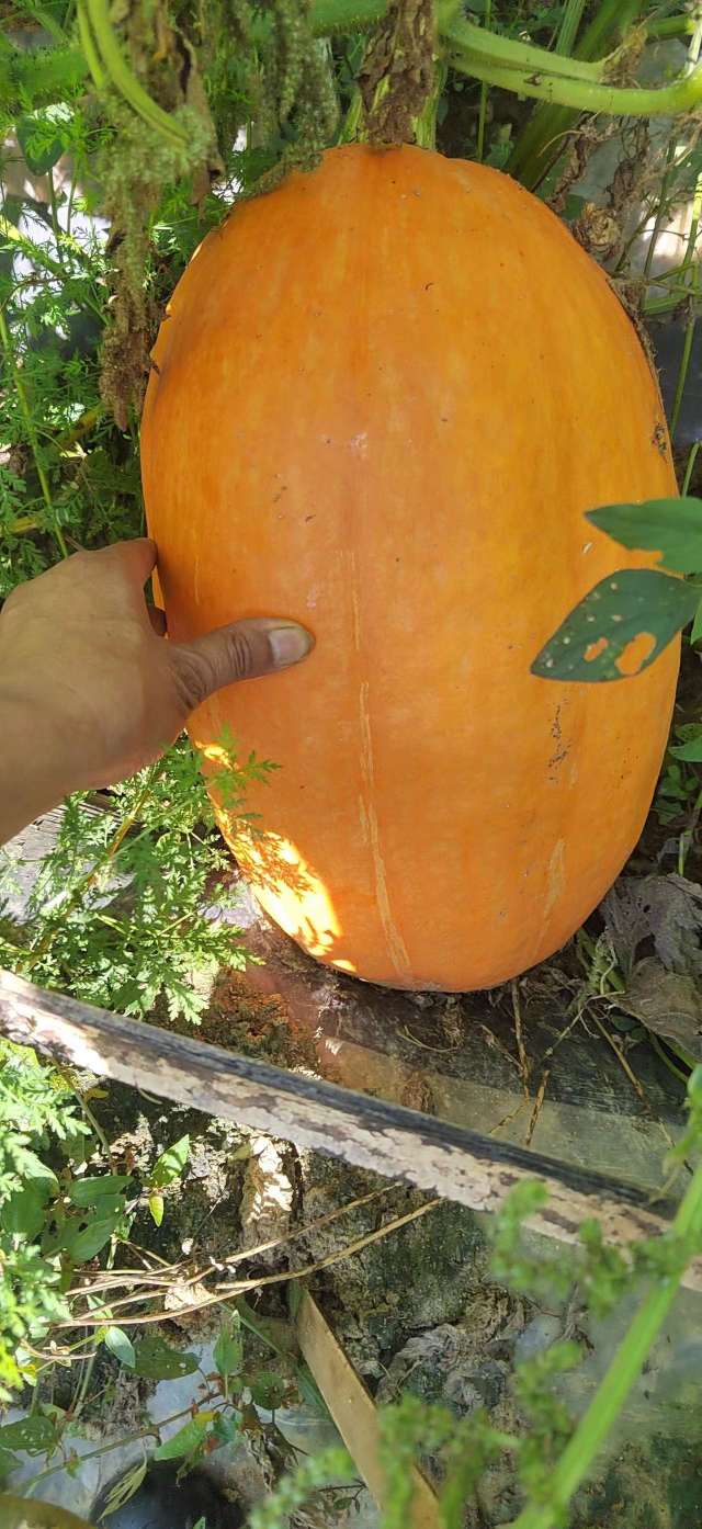 113903cxcpnxjcjnpx0nvn.jpeg
