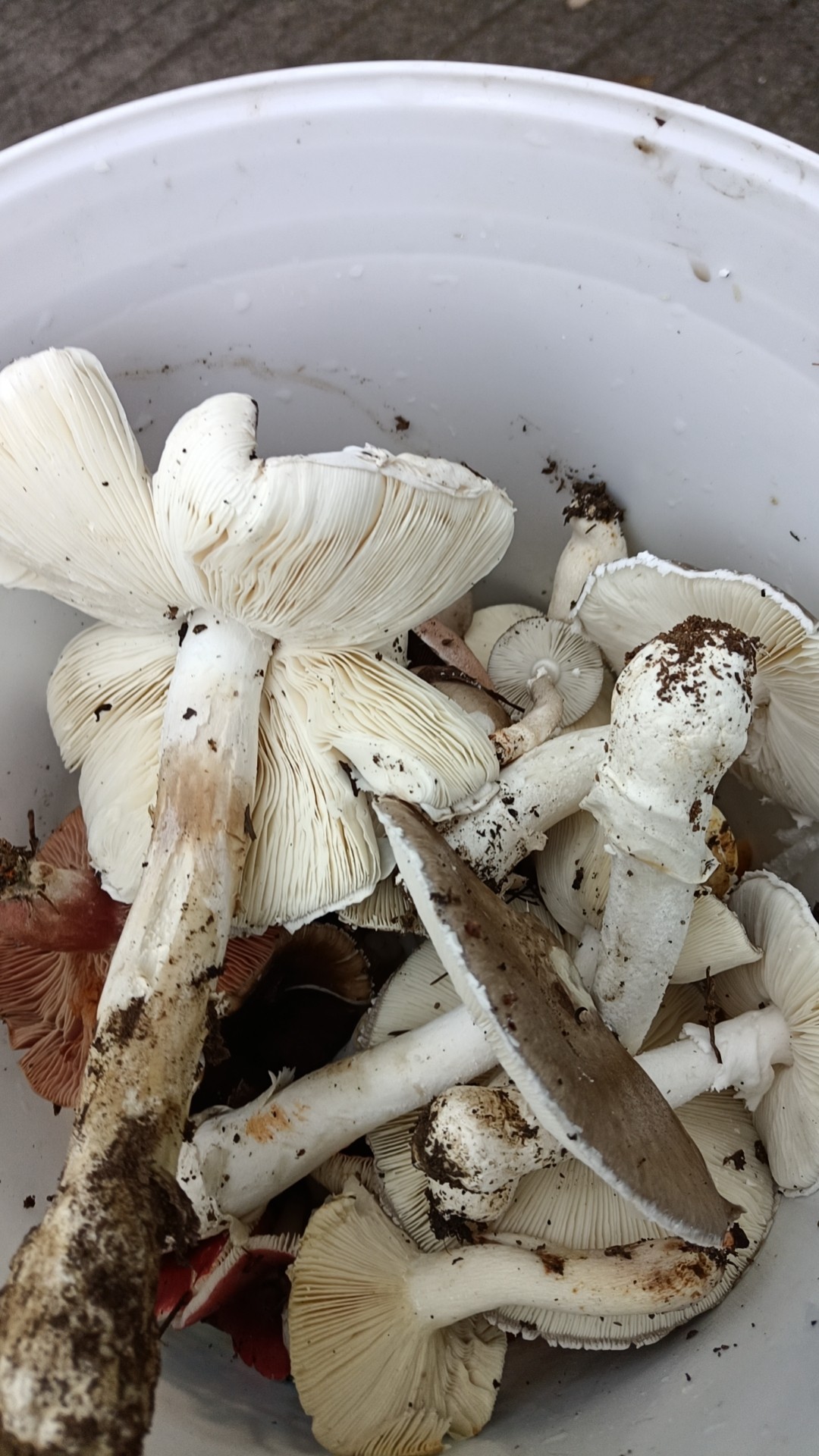 20231026190638front2_0_163686_Fl9aGYqoKcWEqap4dMaogDeb-zcw.jpg
