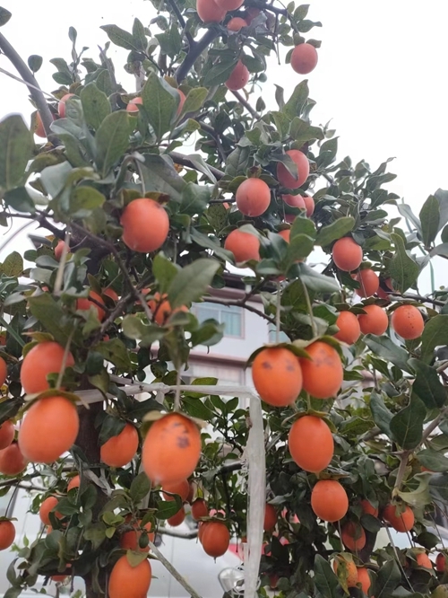 微信图片_20231125110535.jpg