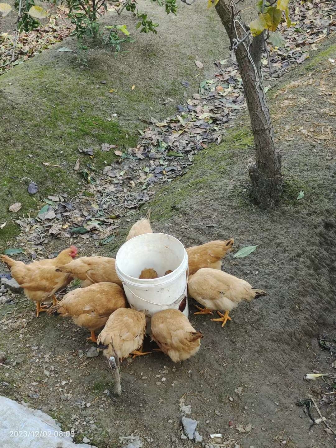 100104e8qzkrugayj08aya.jpg