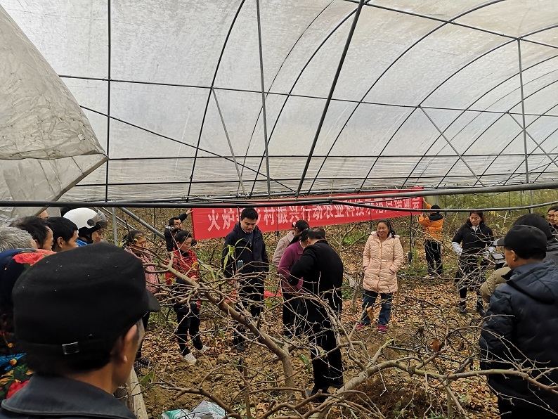 市农科院果树所方波博士田间讲解脆桃剪枝技术.jpg